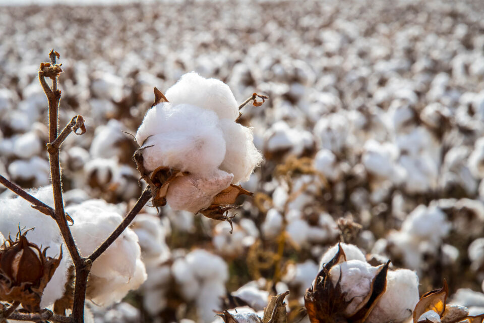 Better Cotton Launches New Research Project to Enhance Women’s Empowerment in India