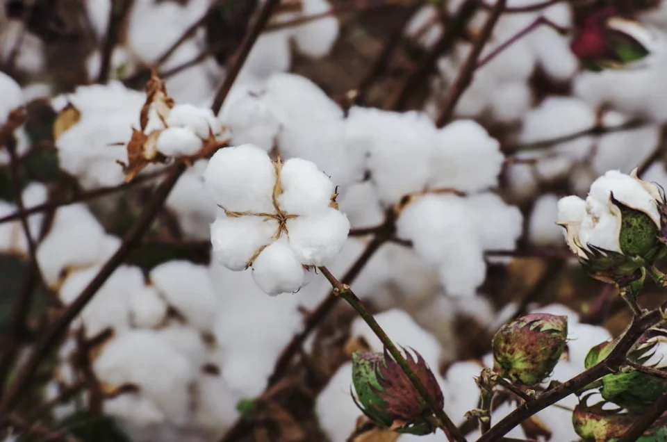 CottonConnect and Cotton Egypt Association announce new collaboration