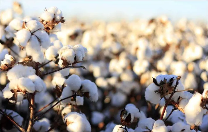 Aid by Trade Foundation partners with Lectra’s TextileGenesis™ to enhance traceability of Cotton made in Africa® (CmiA) fiber