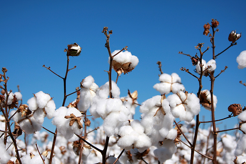 CCI’s Cotton