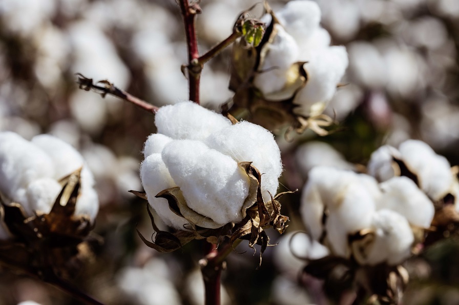 Cotton Acres for 2025: It’s Complicated